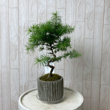 画像をギャラリービューアに読み込む, 【予約商品:6/17以降発送】カラマツ 風味鉢 1鉢