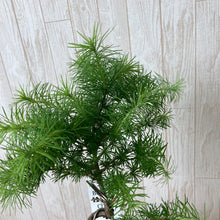 画像をギャラリービューアに読み込む, 【予約商品:6/17以降発送】カラマツ 風味鉢 1鉢