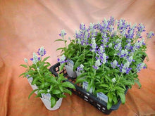 画像をギャラリービューアに読み込む, 【予約商品:7/1発送】サルビア ファリナセア サリーファン ブルーアイス 花苗 3ポットセット