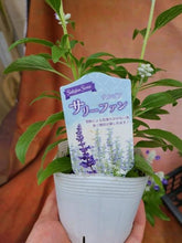 画像をギャラリービューアに読み込む, 【予約商品:7/1発送】サルビア ファリナセア サリーファン ブルーアイス 花苗 3ポットセット