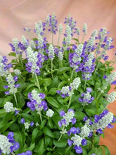 画像をギャラリービューアに読み込む, 【予約商品:7/1発送】サルビア ファリナセア サリーファン ブルーアイス 花苗 3ポットセット