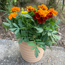 画像をギャラリービューアに読み込む, 【販売期間:5/24まで】マリーゴールド・サファリ 4種植え 1鉢