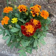 画像をギャラリービューアに読み込む, 【販売期間:5/24まで】マリーゴールド・サファリ 4種植え 1鉢