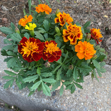 画像をギャラリービューアに読み込む, 【販売期間:5/24まで】マリーゴールド・サファリ 4種植え 1鉢