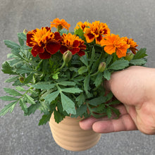 画像をギャラリービューアに読み込む, 【販売期間:5/24まで】マリーゴールド・サファリ 4種植え 1鉢
