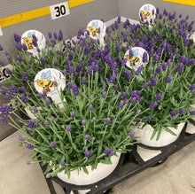 画像をギャラリービューアに読み込む, 【予約商品:4/26発送】ラベンダー・カシオペア 5号