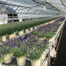 画像をギャラリービューアに読み込む, 【予約商品:4/26発送】ラベンダー・カシオペア 5号