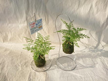 画像をギャラリービューアに読み込む, 【予約商品:6/30発送】ダバリア 苔玉 スタンド付き 2号 1鉢