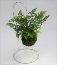 画像をギャラリービューアに読み込む, 【予約商品:9/30発送】トキワシノブ 苔玉 スタンド付き 1鉢