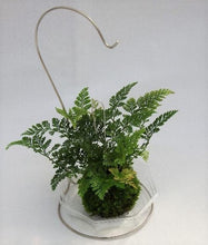画像をギャラリービューアに読み込む, 【予約商品:9/30発送】トキワシノブ 苔玉 スタンド付き 1鉢