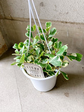 画像をギャラリービューアに読み込む, フィカス トライアンギュラリス スイートハート 吊鉢 5号 1鉢