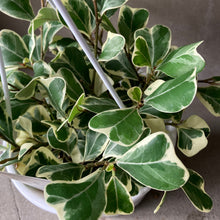 画像をギャラリービューアに読み込む, フィカス トライアンギュラリス スイートハート 吊鉢 5号 1鉢