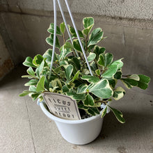 画像をギャラリービューアに読み込む, フィカス トライアンギュラリス スイートハート 吊鉢 5号 1鉢