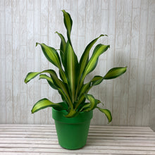 画像をギャラリービューアに読み込む, ドラセナ ゴールド コード 7号 1鉢