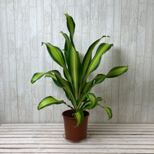 画像をギャラリービューアに読み込む, ドラセナ ゴールド コード 7号 1鉢
