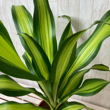 画像をギャラリービューアに読み込む, ドラセナ ゴールド コード 7号 1鉢