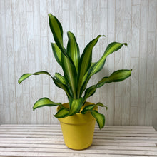 画像をギャラリービューアに読み込む, ドラセナ ゴールド コード 7号 1鉢