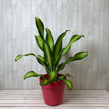 画像をギャラリービューアに読み込む, ドラセナ ゴールド コード 7号 1鉢