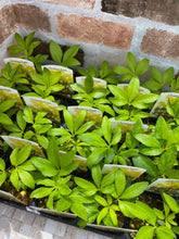 画像をギャラリービューアに読み込む, クリスマスローズ フェチダス ブリオ 花苗 2ポットセット