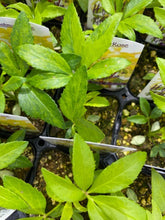 画像をギャラリービューアに読み込む, クリスマスローズ フェチダス ブリオ 花苗 2ポットセット