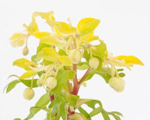 画像をギャラリービューアに読み込む, クリスマスローズ フェチダス ブリオ 花苗 2ポットセット