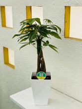 画像をギャラリービューアに読み込む, パキラ ねじり 5号 スクエア鉢