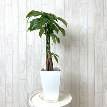 画像をギャラリービューアに読み込む, パキラ ねじり 5号 スクエア鉢