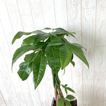 画像をギャラリービューアに読み込む, パキラ ねじり 5号 スクエア鉢