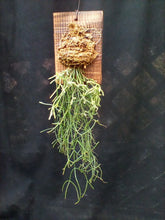 画像をギャラリービューアに読み込む, リプサリス テレス ヘテロクラダ 壁掛け仕立て 1ポット