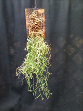 画像をギャラリービューアに読み込む, リプサリス テレス ヘテロクラダ 壁掛け仕立て 1ポット