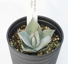 画像をギャラリービューアに読み込む, アガベ・パリー(吉祥天) 3.5号