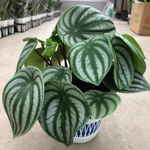 画像をギャラリービューアに読み込む, 【スイカぺぺ】ペペロミア・サンデルシー 5号 1鉢