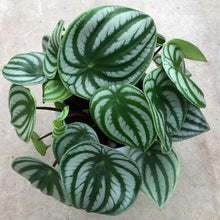 画像をギャラリービューアに読み込む, 【スイカぺぺ】ペペロミア・サンデルシー 5号 1鉢