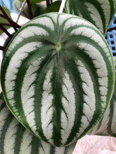 画像をギャラリービューアに読み込む, 【スイカぺぺ】ペペロミア・サンデルシー 5号 1鉢