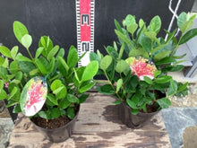 画像をギャラリービューアに読み込む, フェイジョア 5号 1鉢