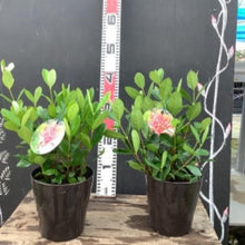 画像をギャラリービューアに読み込む, フェイジョア 5号 1鉢