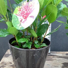 画像をギャラリービューアに読み込む, フェイジョア 5号 1鉢