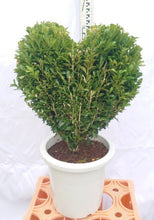 画像をギャラリービューアに読み込む, 【ハート型トピアリー】ボックスウッド ウィンタージェム 8号