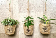 画像をギャラリービューアに読み込む, 【予約商品:7/22発送】ハイドロカルチャー 観葉植物 ハンギング プランツ 1鉢