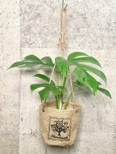 画像をギャラリービューアに読み込む, 【予約商品:7/22発送】ハイドロカルチャー 観葉植物 ハンギング プランツ 1鉢