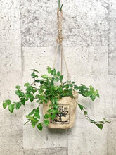 画像をギャラリービューアに読み込む, 【予約商品:7/22発送】ハイドロカルチャー 観葉植物 ハンギング プランツ 1鉢