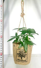 画像をギャラリービューアに読み込む, 【予約商品:7/22発送】ハイドロカルチャー 観葉植物 ハンギング プランツ 1鉢