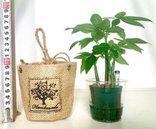 画像をギャラリービューアに読み込む, 【予約商品:7/22発送】ハイドロカルチャー 観葉植物 ハンギング プランツ 1鉢