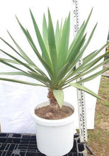画像をギャラリービューアに読み込む, ユッカ・グロリオサ 10号 1鉢