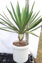 画像をギャラリービューアに読み込む, ユッカ・グロリオサ 10号 1鉢