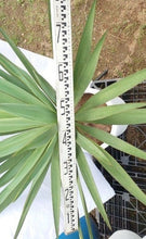 画像をギャラリービューアに読み込む, ユッカ・グロリオサ 10号 1鉢