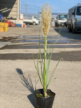 画像をギャラリービューアに読み込む, 【予約商品5/24発送分】パンパスグラス 花苗 1ポット
