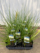画像をギャラリービューアに読み込む, 【予約商品5/24発送分】パンパスグラス 花苗 1ポット