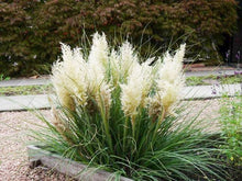 画像をギャラリービューアに読み込む, 【予約商品5/24発送分】パンパスグラス 花苗 1ポット