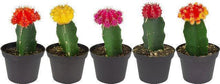 画像をギャラリービューアに読み込む, サボテン・ヒボタン(緋牡丹) 2.5号 3ポットセット